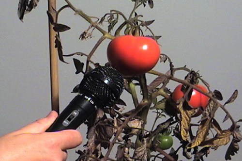 entrevue avec une célébrité,vidéo de manon labrecque,son,quête,tomate,écoute,absolu,témoignages