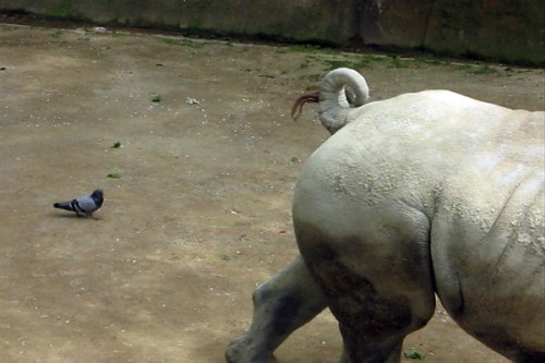 se faire tout un scénario,vidéo de manon labrecque,pigeons,rhinocéros,répétition
